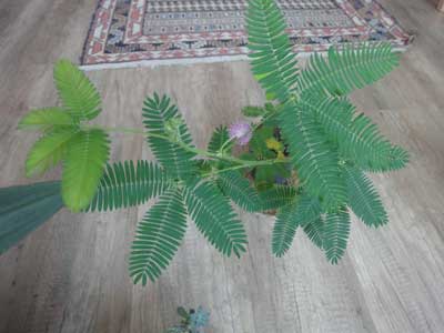 گیاه حساس در بیداری